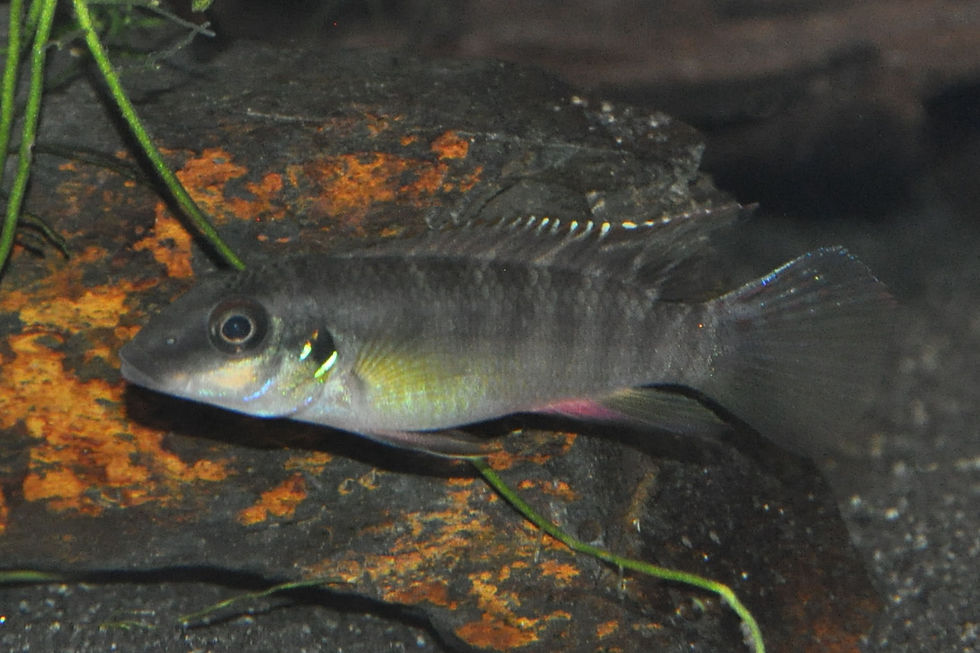 Prachtbuntbarsch, Wallaceochromis humilis Boffa