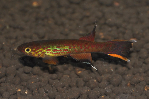 Kap Lopez Killifisch Aphyosemion Australe E V A kap-lopez-killifisch-aphyosemion-australe-e-v-a