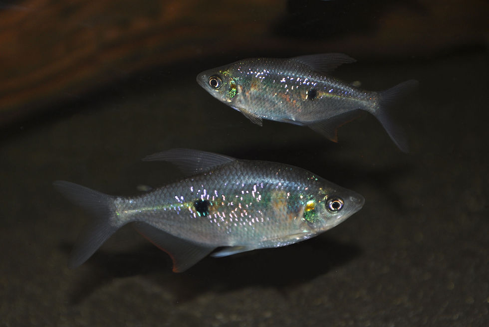 Miniaturbild: Regenbogensalmler, Rhoadsia altipinna