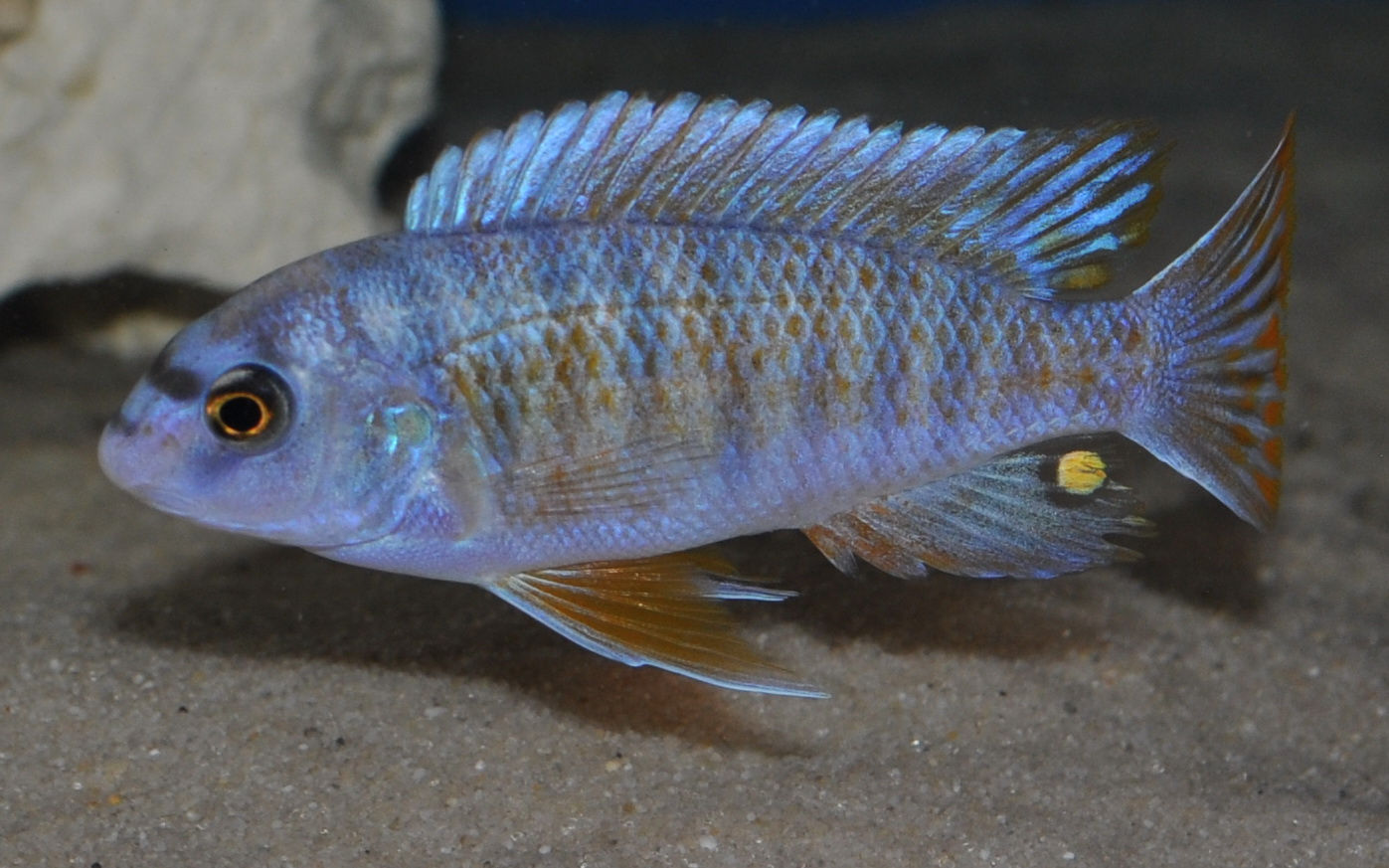 Labeotropheus fuelleborni OB Minos Reef