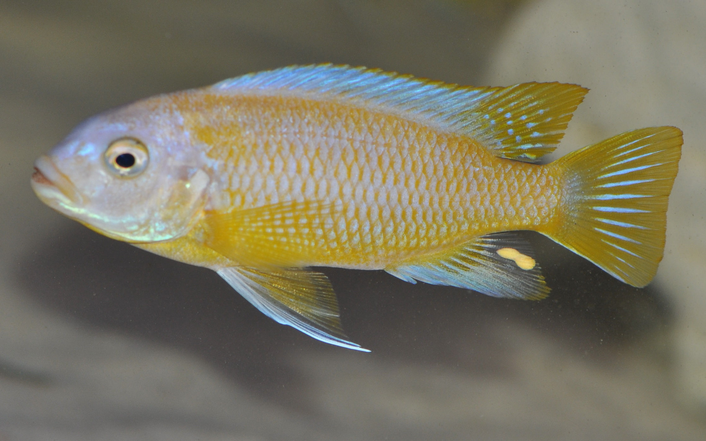 Petrotilapia microgalana Nkhata Bay