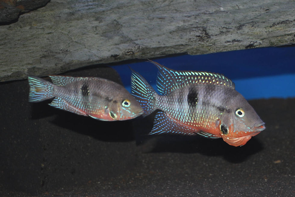 Miniaturbild: Feuermaulbuntbarsch, Thorichthys meeki