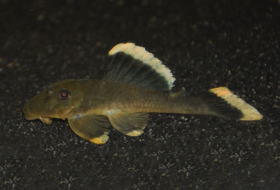 Miniaturbild: Moosgrüner Goldsaumwels, Baryancistrus chrysolomus L47