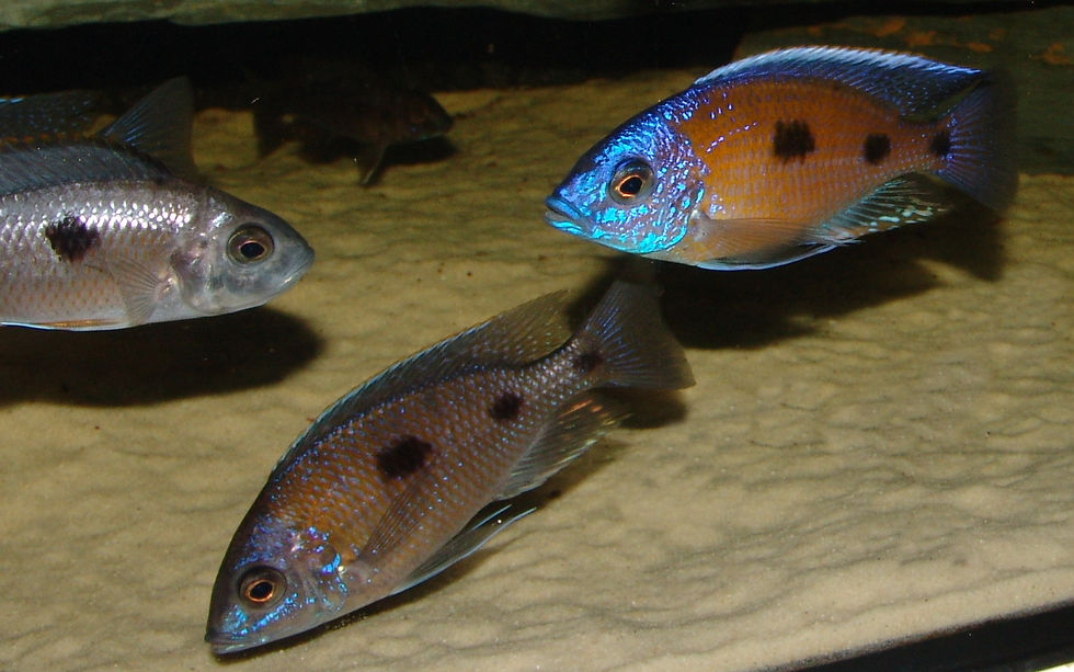 Miniaturbild: Copadichromis borleyi Mbenji