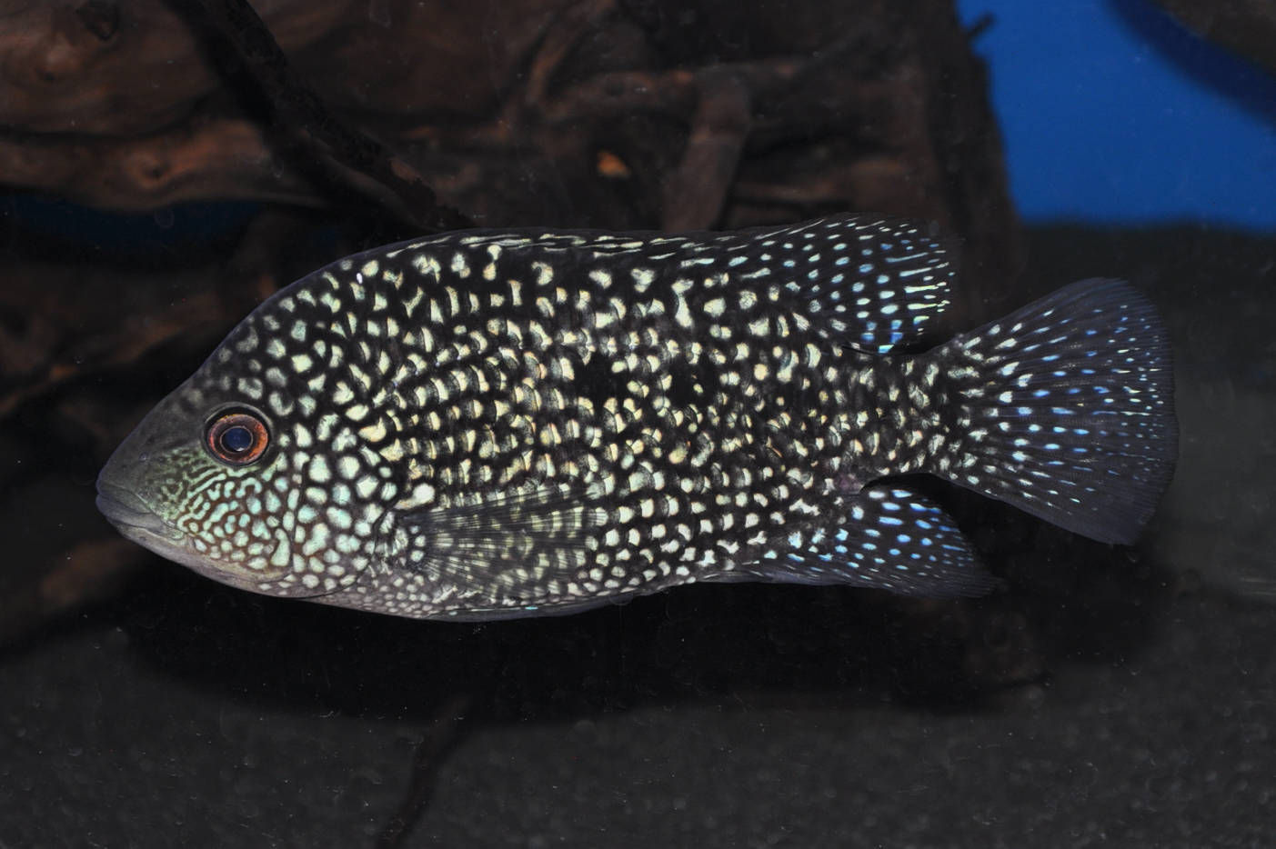 Perlcichlide, Herichthys carpintis