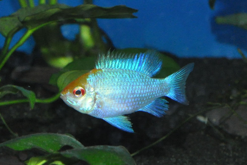 Schmetterlingsbuntbarsch-Punk, Mikrogeophagus ramirezi blue-punk