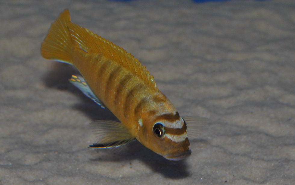 Miniaturbild: Metriaclima zebra gold Lion's Cove