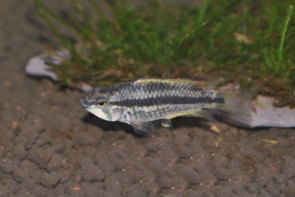 Miniaturbild: Kakadu-Zwergbuntbarsch, Apistogramma cacatuoides