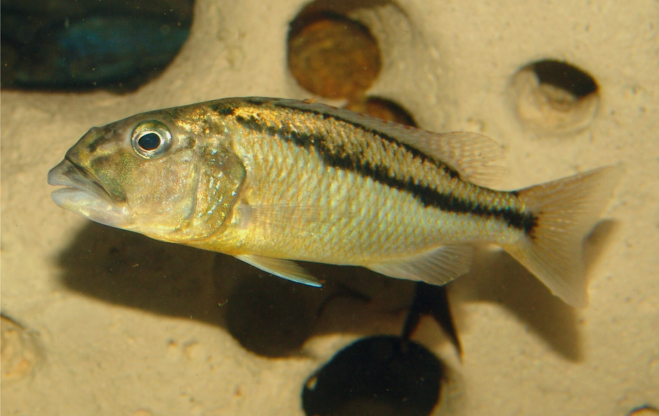 Miniaturbild: Aristochromis christyi Cobwe