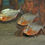 Miniaturbild: Roter Piranha, Serrasalmus nattereri