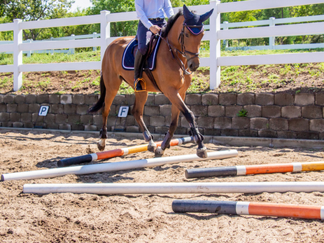 The Impact of Pole Work on Your Horse's Back and Limbs: A Closer Look