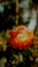 Wild Bloom_ 3 Session Package