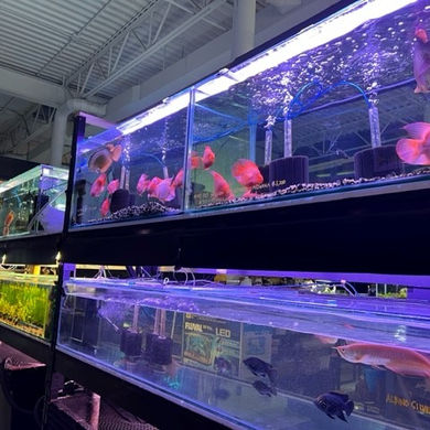 Different sizes of fish tanks