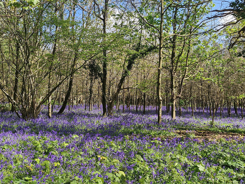 Bluebells 2.jpg