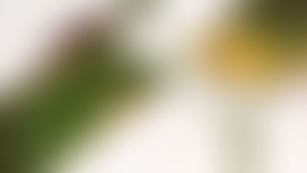 How to treat Leaf Spots