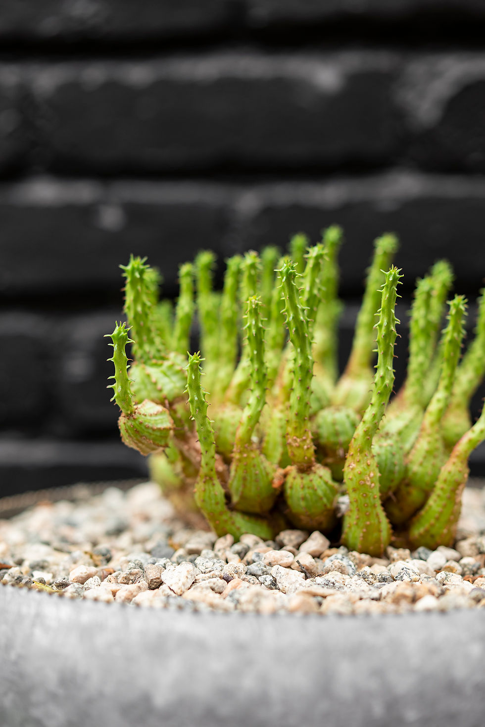 Thumbnail: Euphorbia Cluster