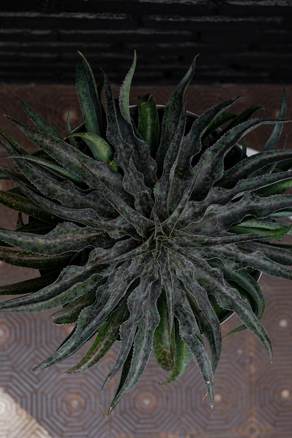 Thumbnail: Tripple Planters