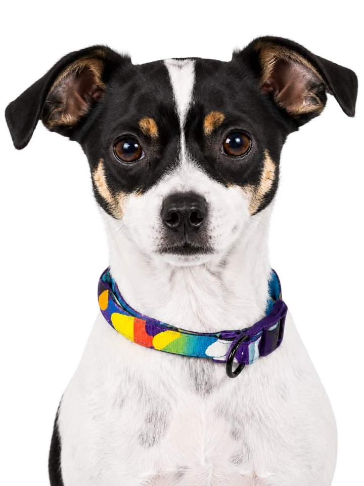 Perro_sonrisa_transparente.webp