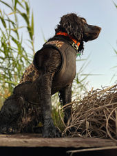 Boykin spaniel duck hunting 