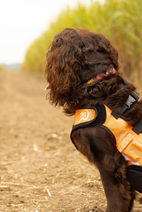 Boykin spaniel looking into the distance with a blaze orange dog vest.