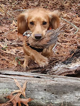 Cocker spaniel jumping over a log with a quail in his mouth. 