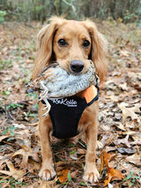 cocker spaniel holding a quail. 