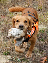 Cocker spaniel excited with a quail in his mouth. 