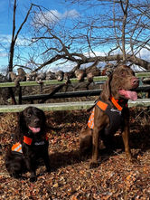 Boykin and Lab after hunting quail 