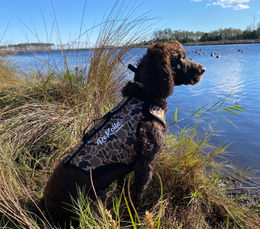 Boykin Spaniel looking into the lake with an old school waterfowl dog vest. 