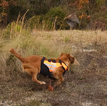 Cocker spaniel flushing quail. 