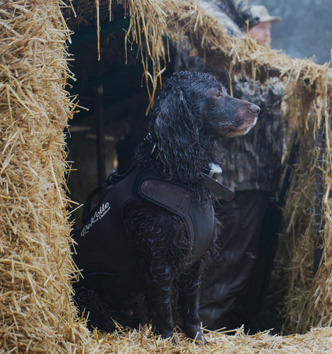 Solid Brown ReKoile Sure Fit Waterfowl Dog Vest ReKoile Outdoors