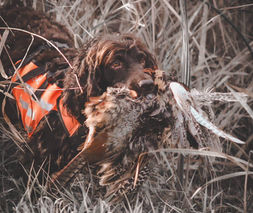 Boykin Spaniel retrieving a pheasant through thick brush. 