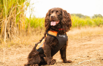 Boykin Spaniel posing for pictures with a new hunting vest. 