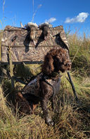 Boykin spaniel duck hunting. 