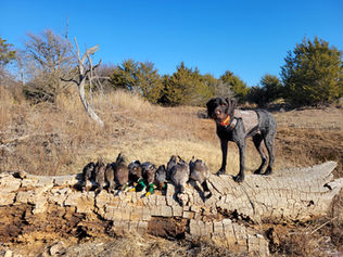 Drahtharr with his pile of ducks after a duck hunt. 
