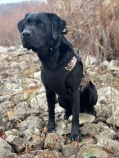 Black Lab in a old school duck hunting dog vest. 