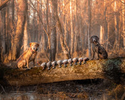 Photography photo of two gun dogs in the swamp. 