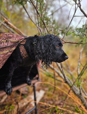 English cocker spaniel on a dog stand. 
