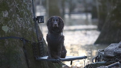 Boykin spaniel on a dog stand in the flooded timber of Arkansas duck hunting . 