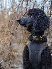 Beautiful standard poodle duck hunting. 