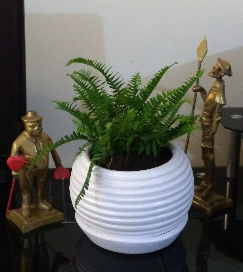 Miniatura: Helecho enano más maceta