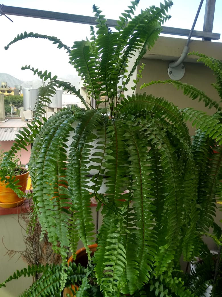 Miniatura: Helecho Babilónico