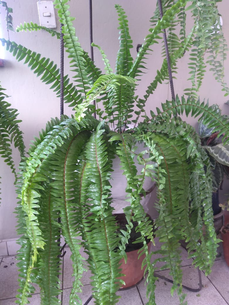 Miniatura: Helecho Babilónico