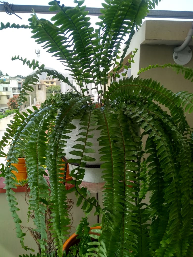 Miniatura: Helecho Babilónico