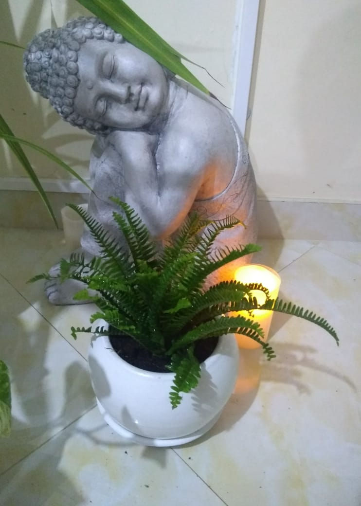 Miniatura: Helecho enano más maceta