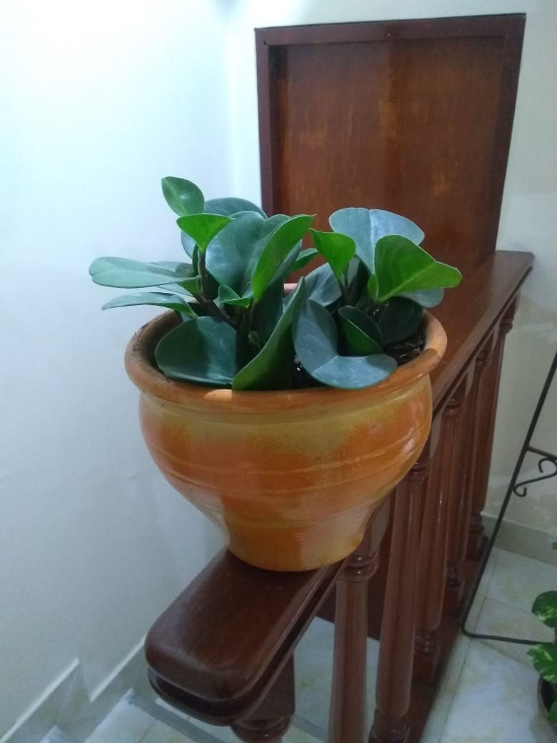 Miniatura: Peperomia
