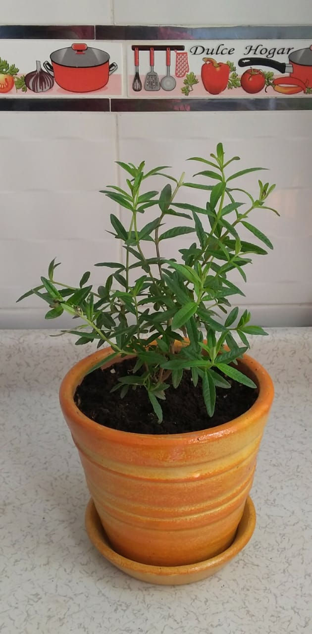 Miniatura: Plantas comestibles y aromáticas