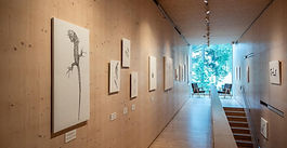 Elämän verkko Nuuksiossa -näyttely Suomen Luontokeskus Haltiassa 2.7.-15.9.2024