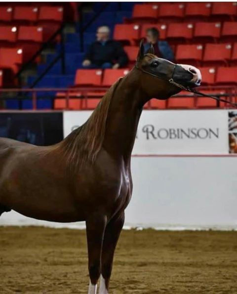 10 year old Arabian gelding