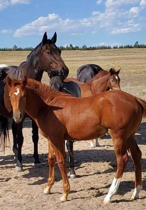 2 year old Sorrel filly